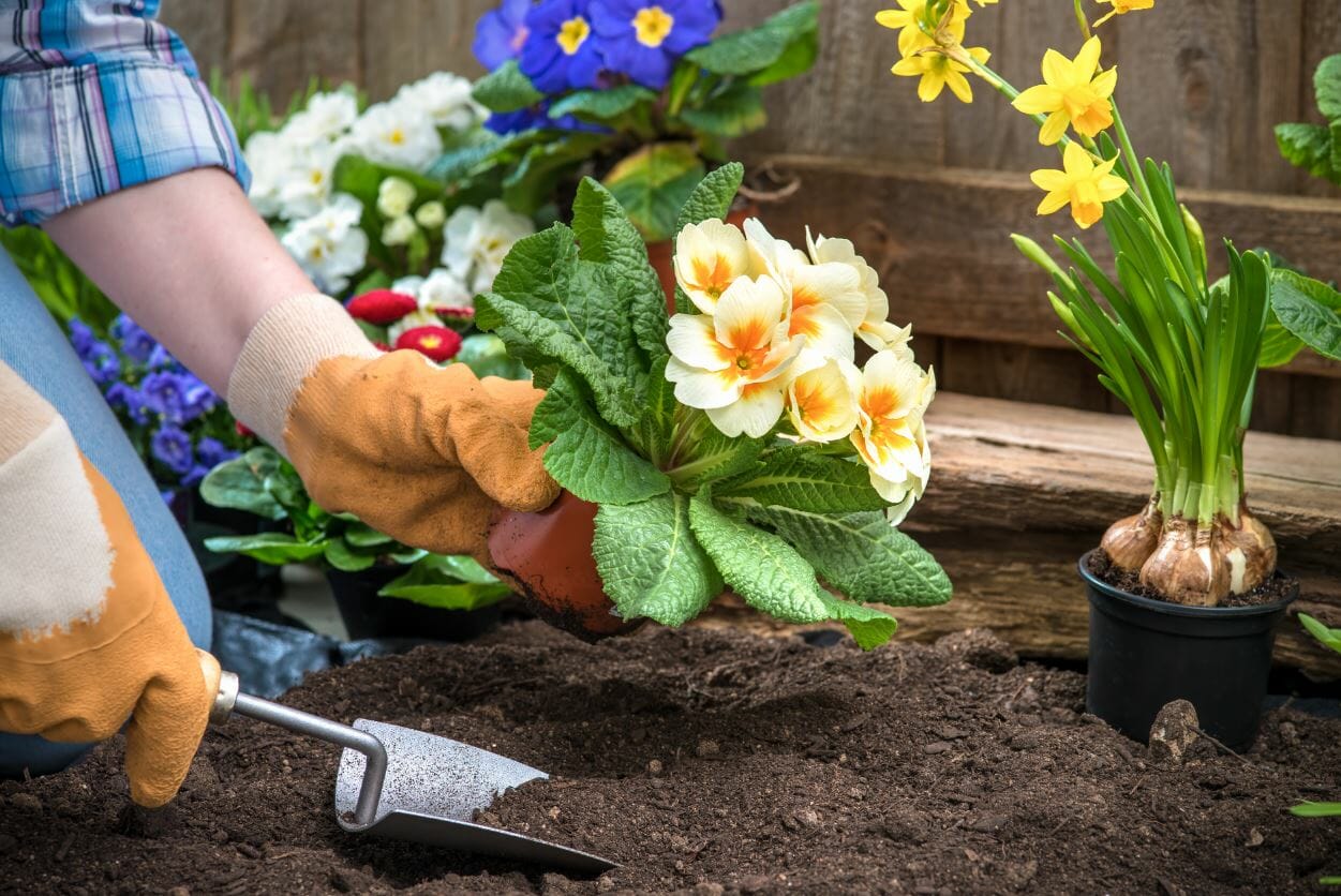 When Should I Plant Flowers For The Year Ohio Valley Group