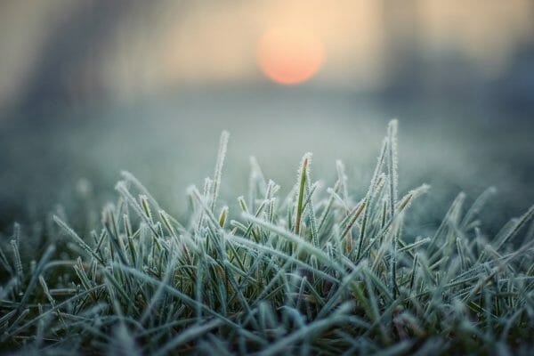will frost kill carrot seedlings